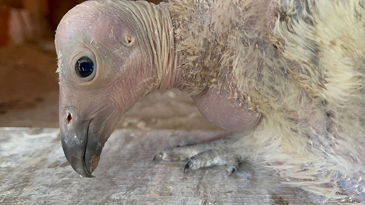 A Record-Smashing 17 California Condor Chicks Hatch At LA Zoo