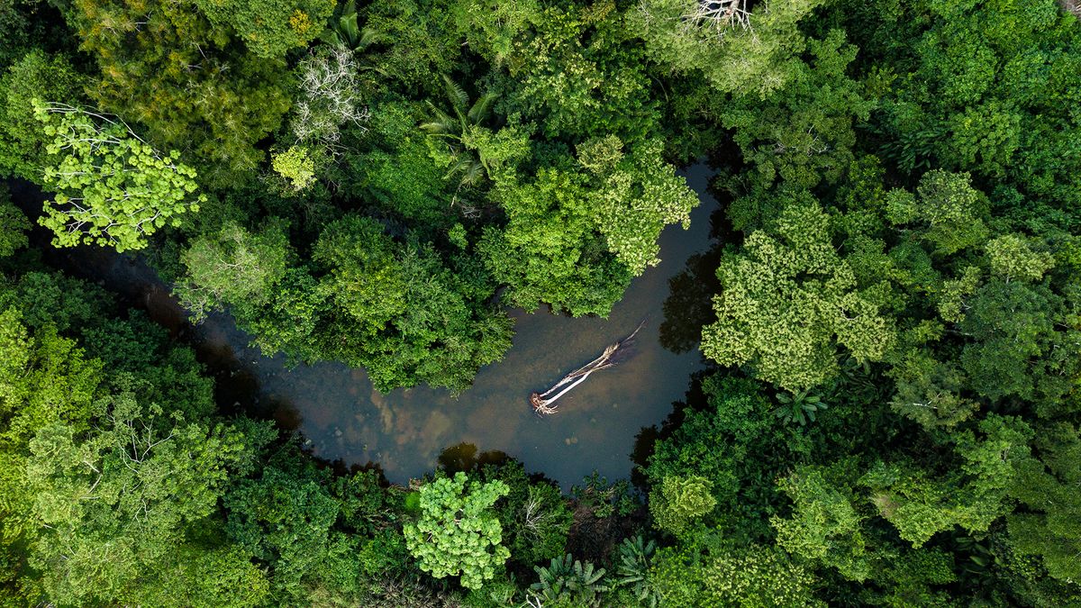 What Is The Oldest Ecosystem On Earth?