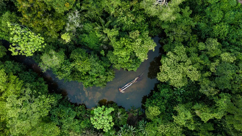 Aerial photo of river in amazon rainforest jungle in Peru