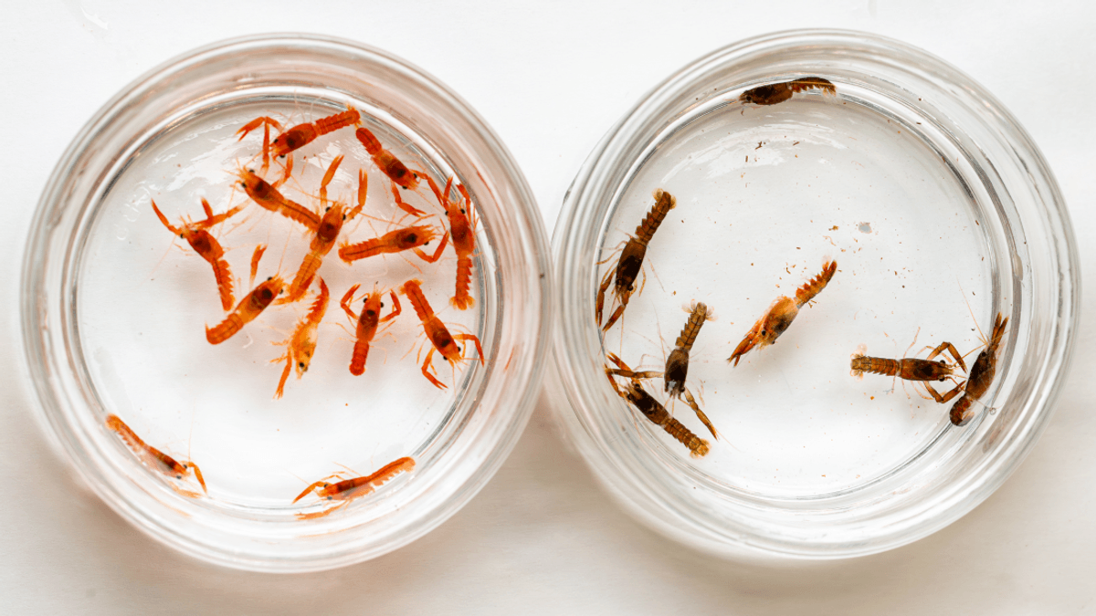 Peaches The 1-In-30 Million Lobster Just Hatched Some Rare Babies