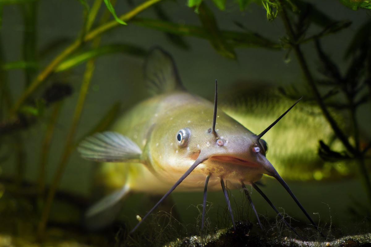 Toxic "Forever Chemicals" Found In Almost Every Fish Tested In US State