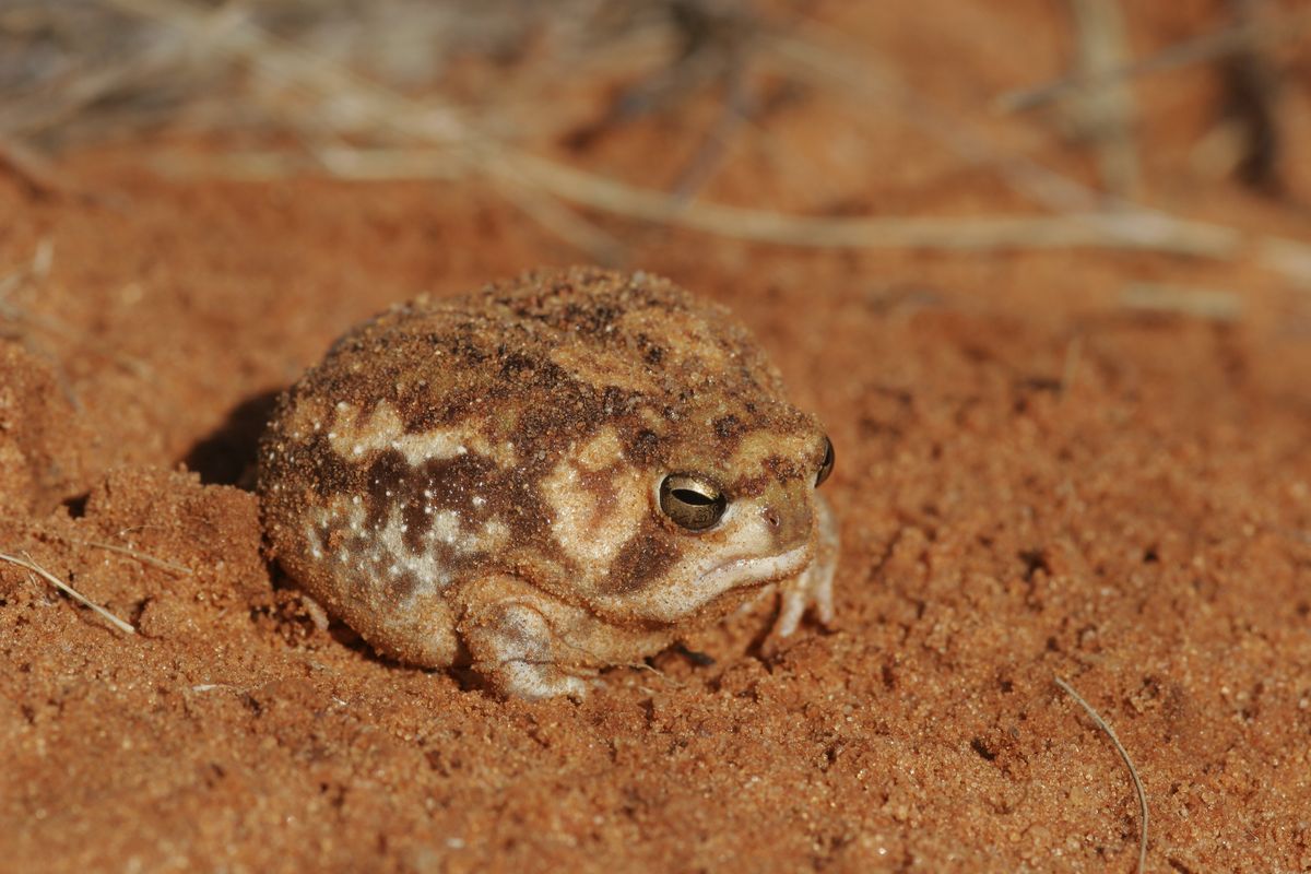 These Animals Look Like They Were Drawn From Memory