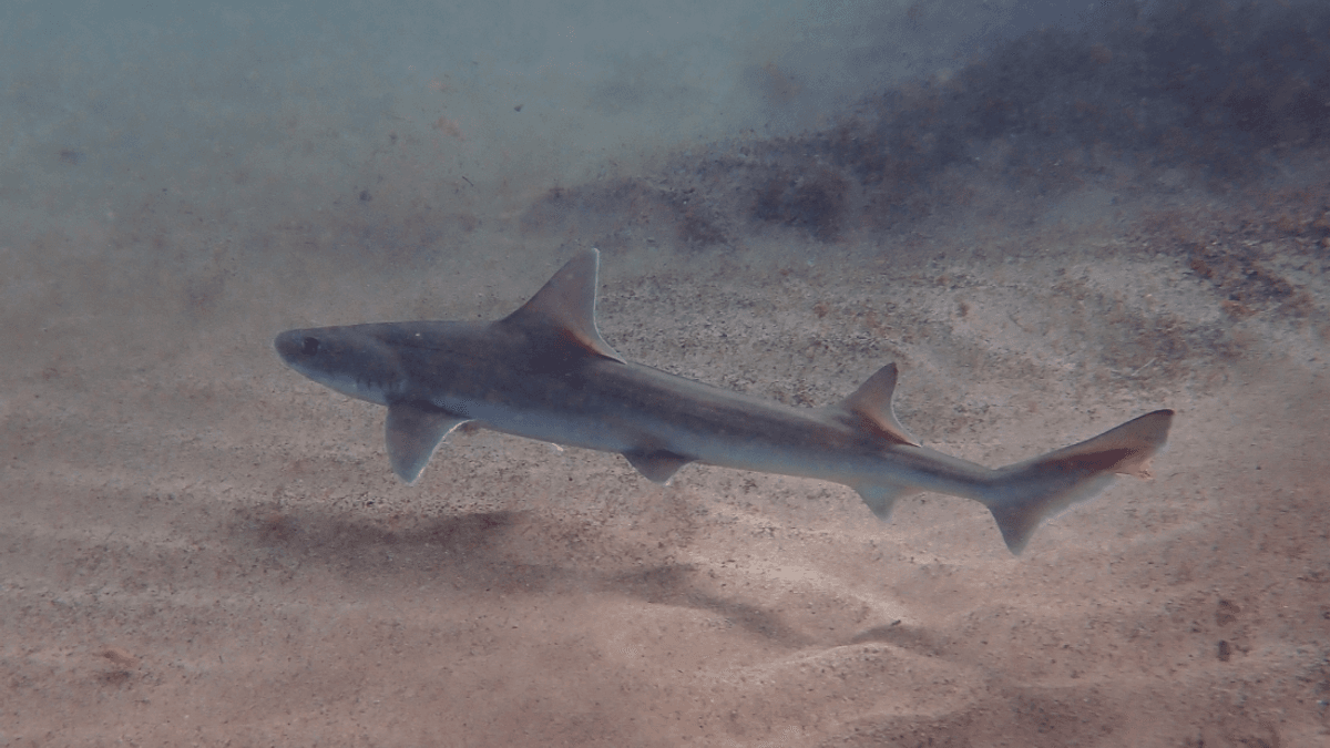 Smooth-Hound Shark Proves It Can Reproduce Solo – No Male Required
