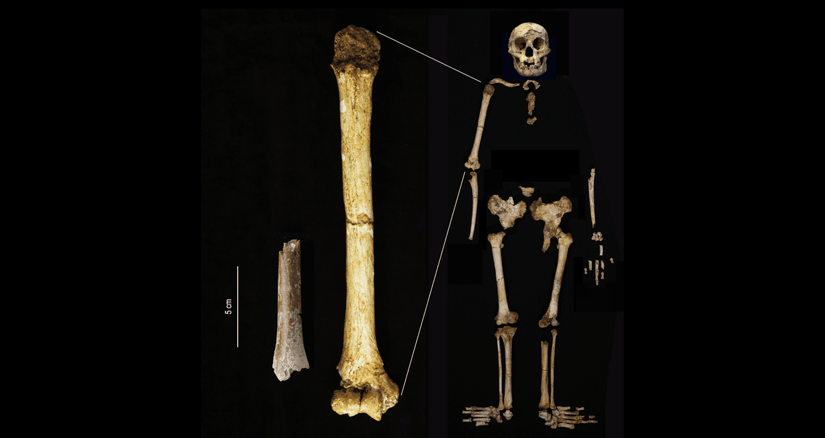 Incredibly Tiny New Fossil Arm Bone May Resolve Mystery Of Ancient Hobbits’ Family Tree