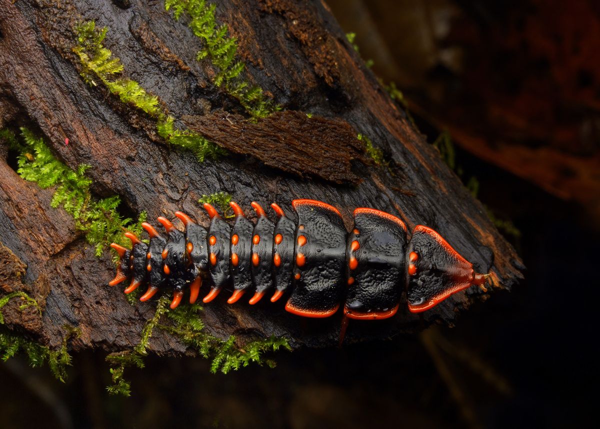 Meet The Trilobite Beetles: Prehistoric-Looking Insects With Peculiar Sex Lives