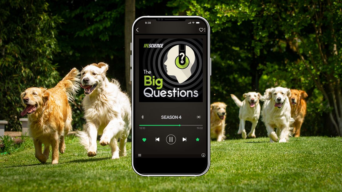 IFLScience The Big Questions: Can We Make Dogs Live Longer?