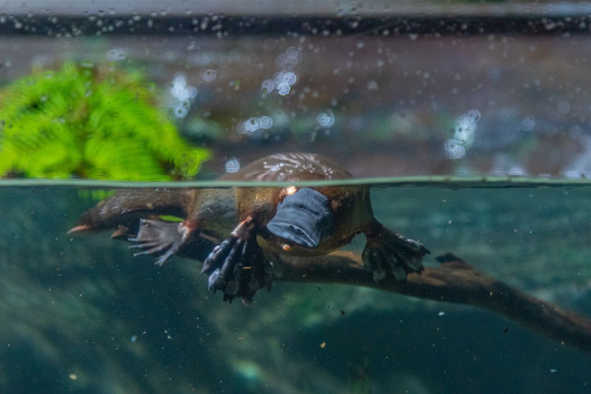 Chickens and Platypuses Rewrite Our Understanding Of Sex Chromosome Expression