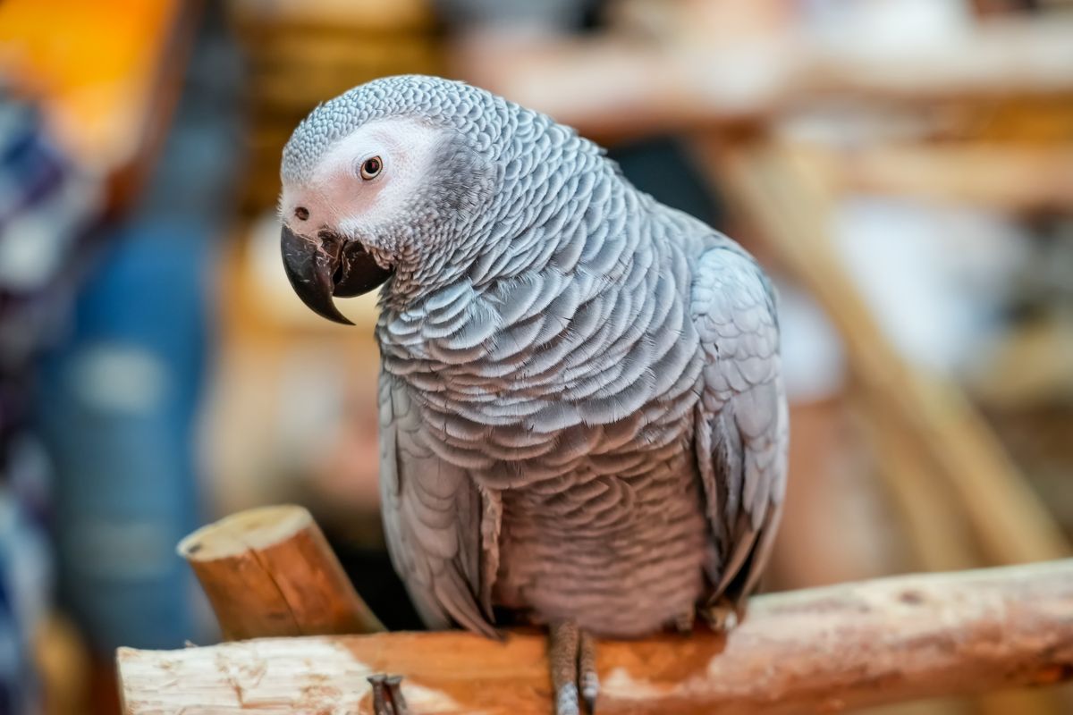 Extraordinary Talking African Gray Parrot Apollo Breaks Guinness World Record