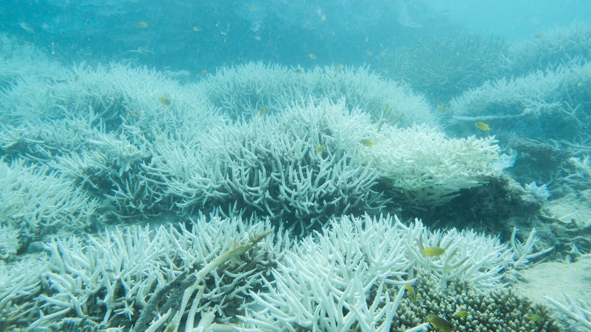 Record Ocean Heat In 400 Years Means Great Barrier Reef Should Be Officially "In Danger"