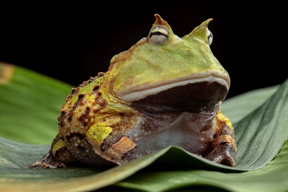 Wide Mouths, Round Figures, And Impressive Bites: Meet The Pacman Frogs