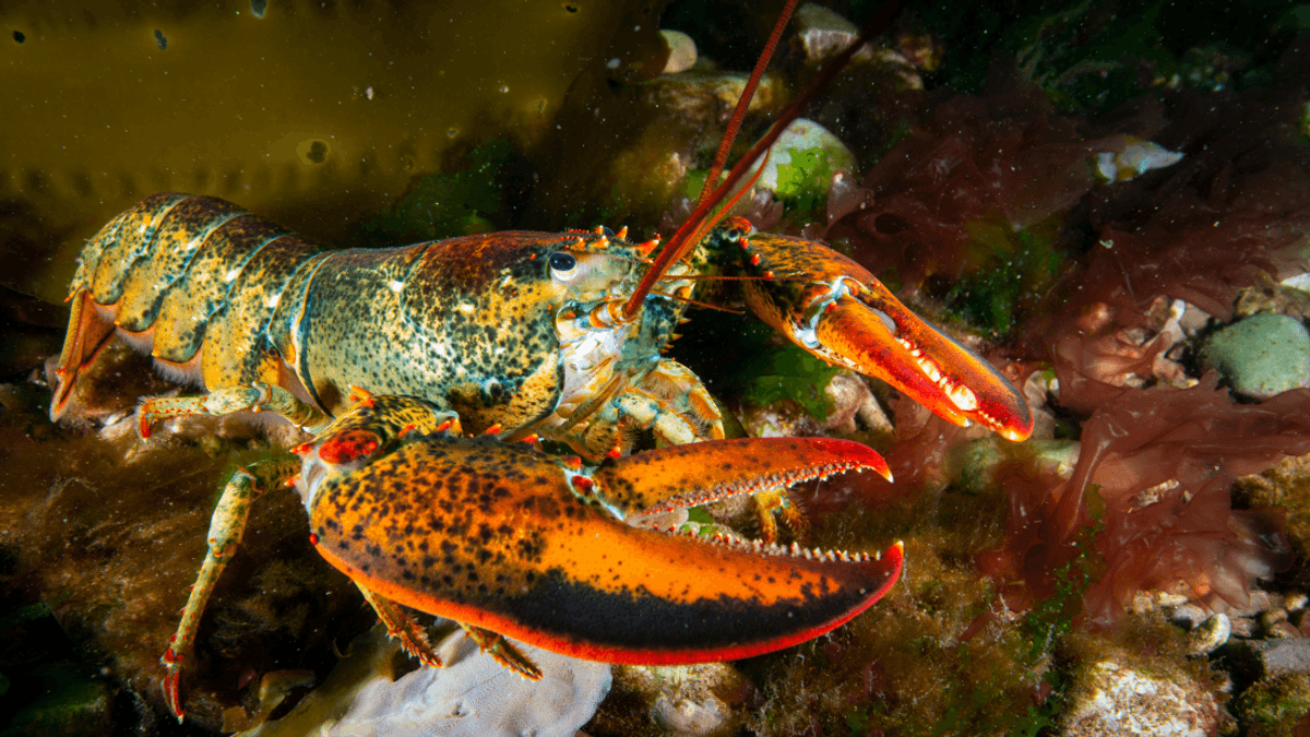Boiling, Freezing, And Pulling Apart Still Legal For Live Lobsters Despite Sentience Bill