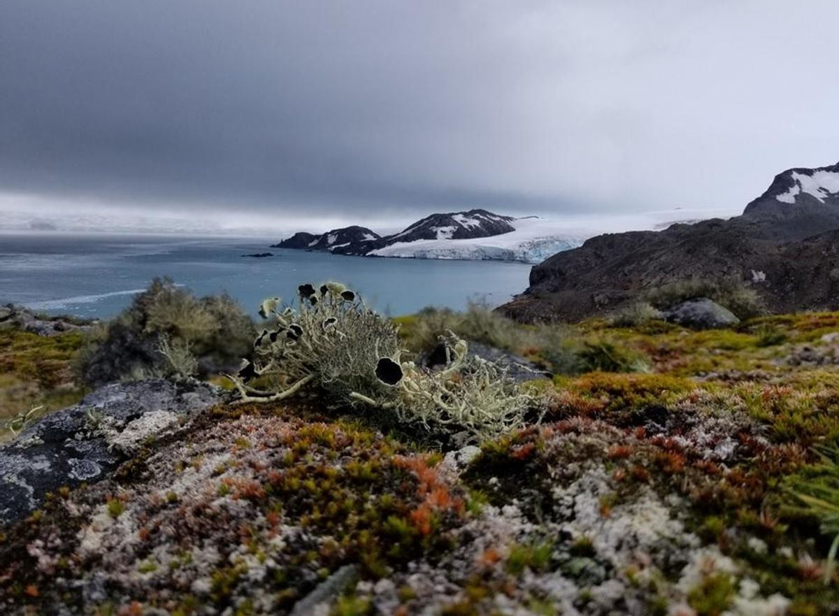 World First Map Of Antarctica's Plant Life Shows Rapidly Sprouting Continent Under Climate Change