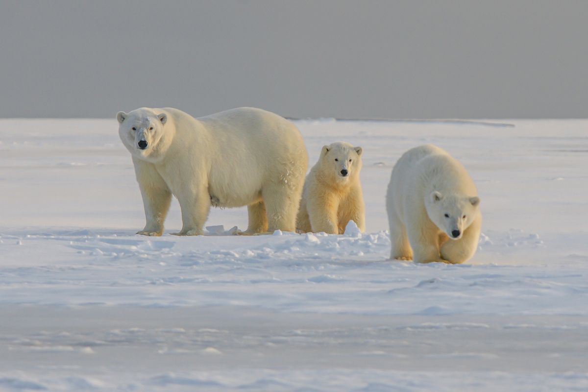 Polar Bears Kill Person Working At Remote Radar Site In Canadian Arctic