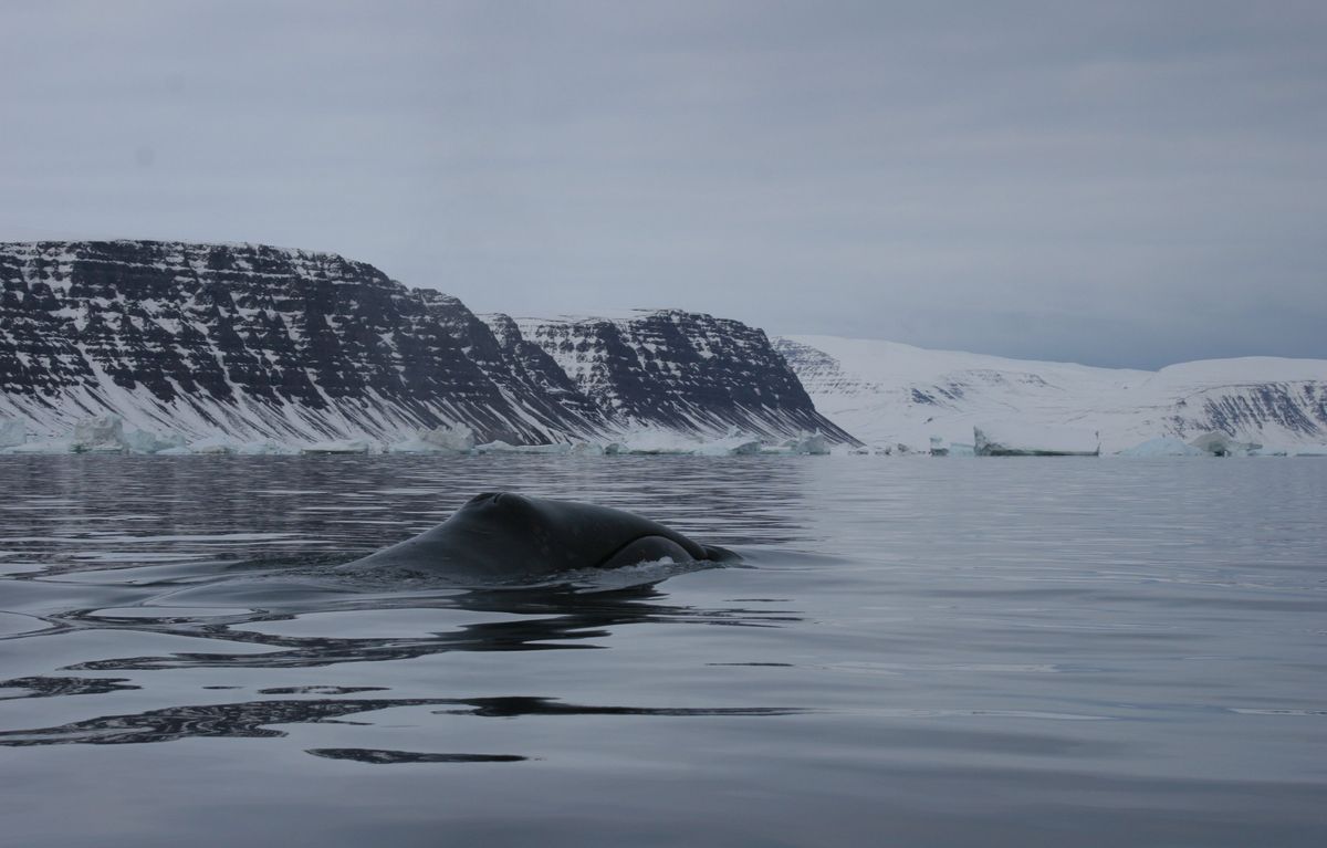 Bowhead Whales Could Be Diving In Sync With Their Long-Distance Pals