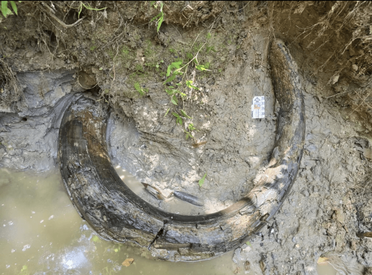 Mississippi’s First Mammoth Tusk Spotted By Amateur Fossil Hunter