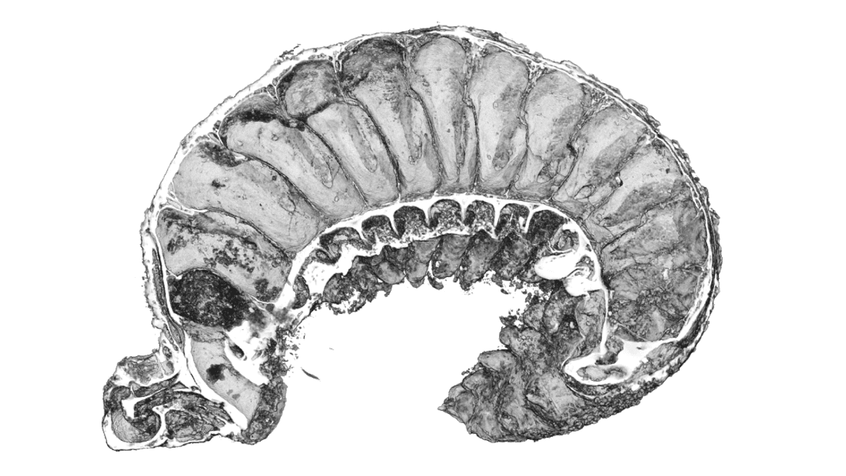 Worm Preserved For 520 Million Years Still Has A Gut And Brain