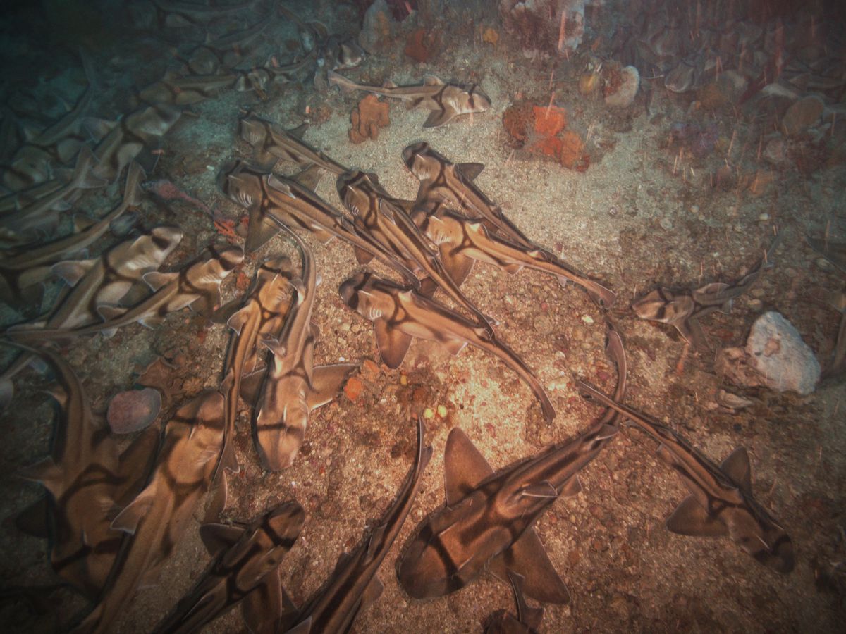 Port Jackson Shark Slumber Party On The Seafloor Is A No Boys Allowed Event