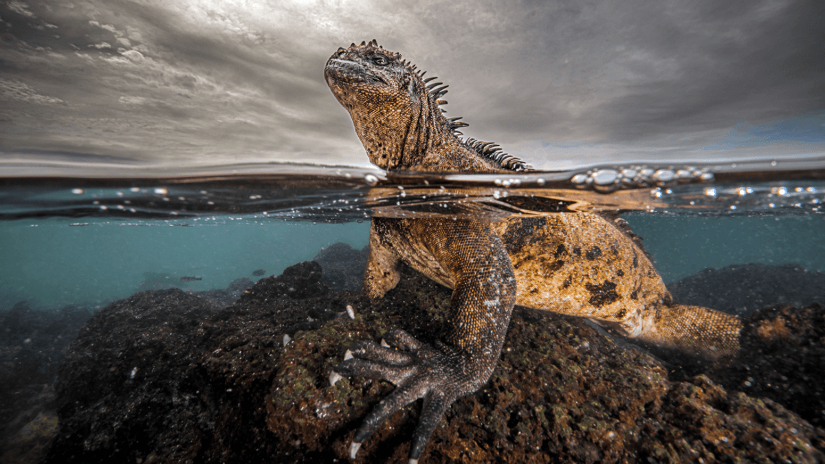 Godzilla Iguana, Ray Fever, And An Eel Sermon: Ocean Photographer Finalists 2024