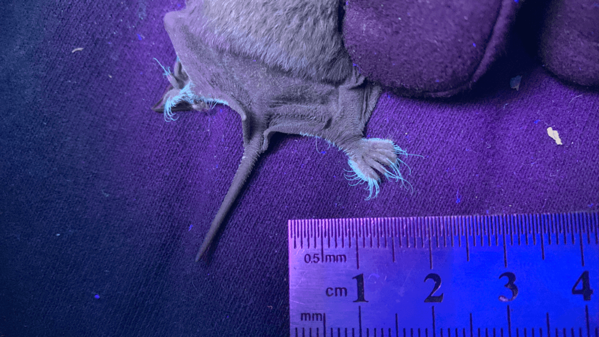 Good News! Bats’ Incredible Twinkle Toes Glow Under Ultraviolet Light