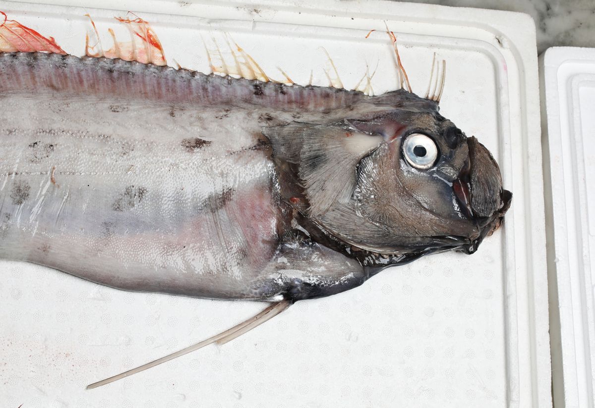 Rare 3.7-Meter-Long Deep-Sea “Doomsday” Fish Found Off California Coast