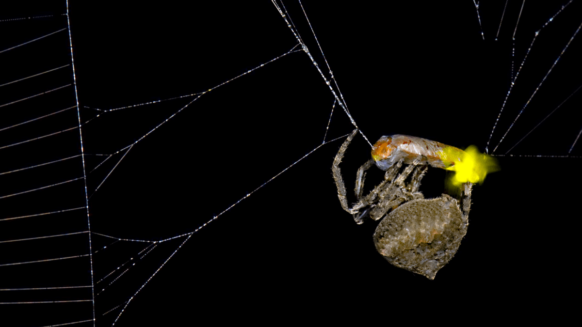 Catfishing Spiders Manipulate Fireflies’ Flashes To Lure More Into Their Webs