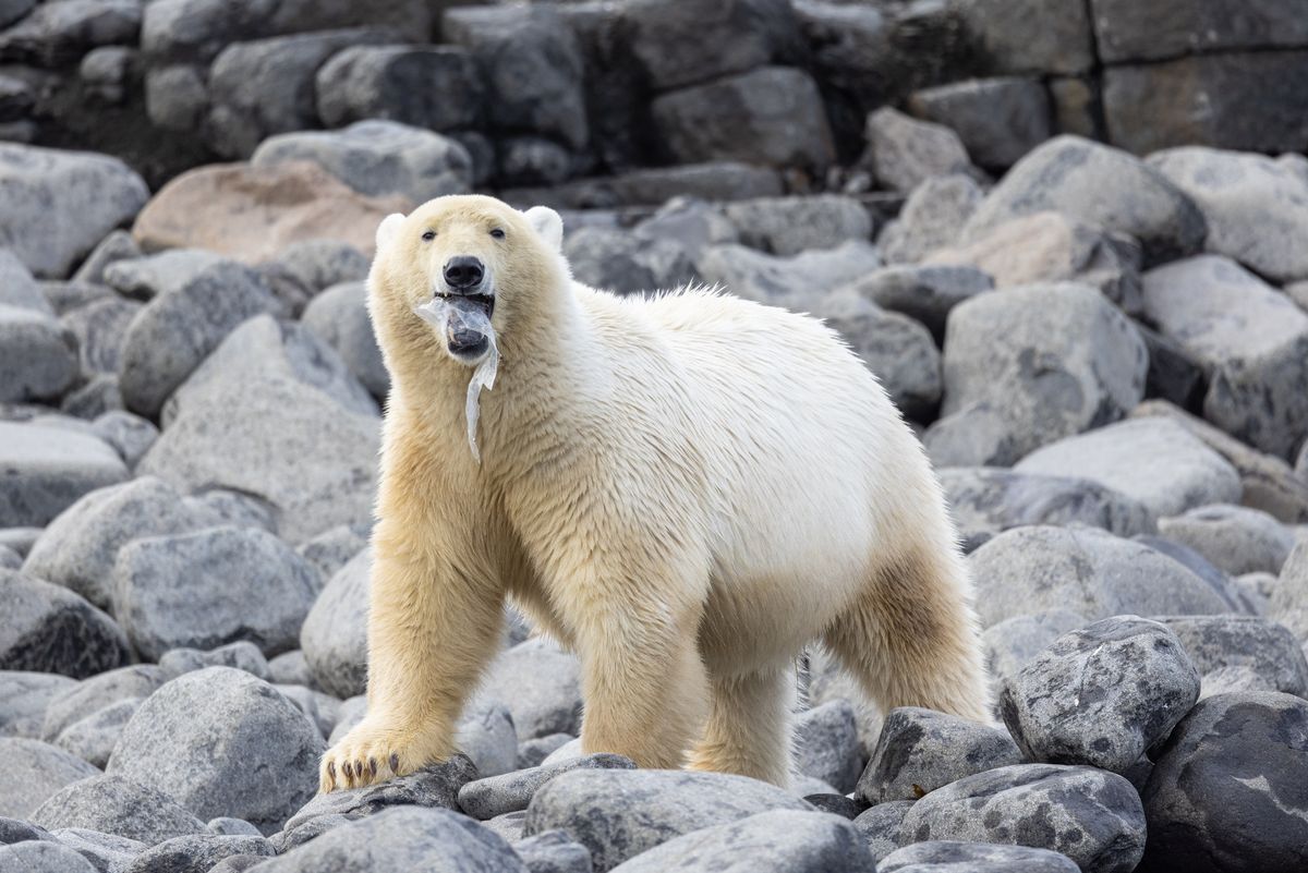 Tragic Image Of Plastic-Eating Polar Bear Selected As Ocean Photographer Finalist 2024