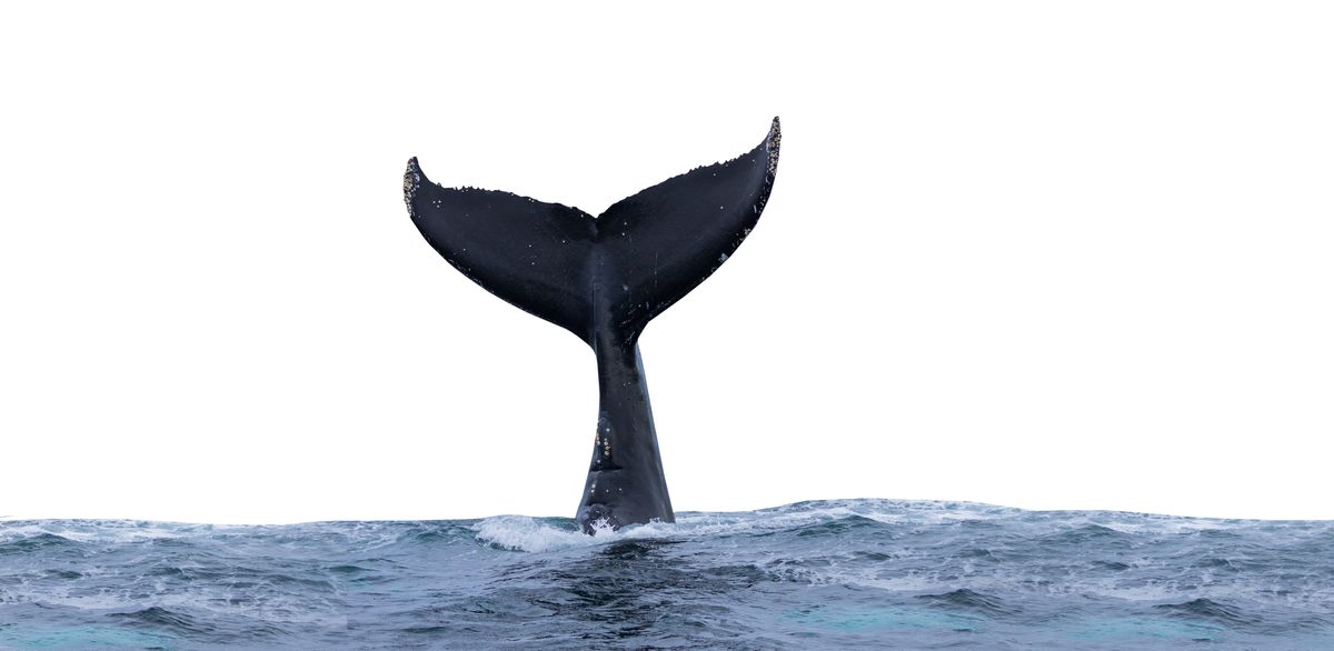 Fisherman Hospitalized After Being Slapped In The Face By A Whale Tail