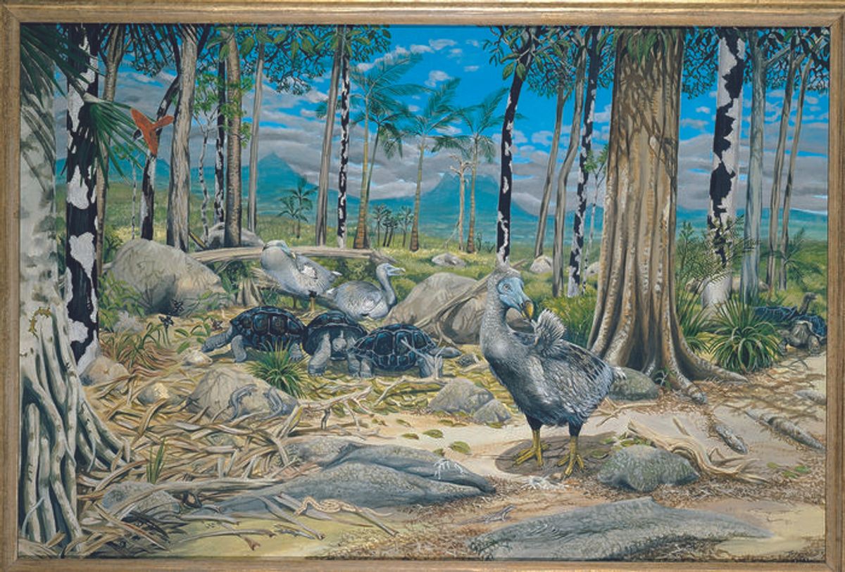 There Was Only Ever One Species Of Dodo – Study Clears Up 400 Years Of Confusion