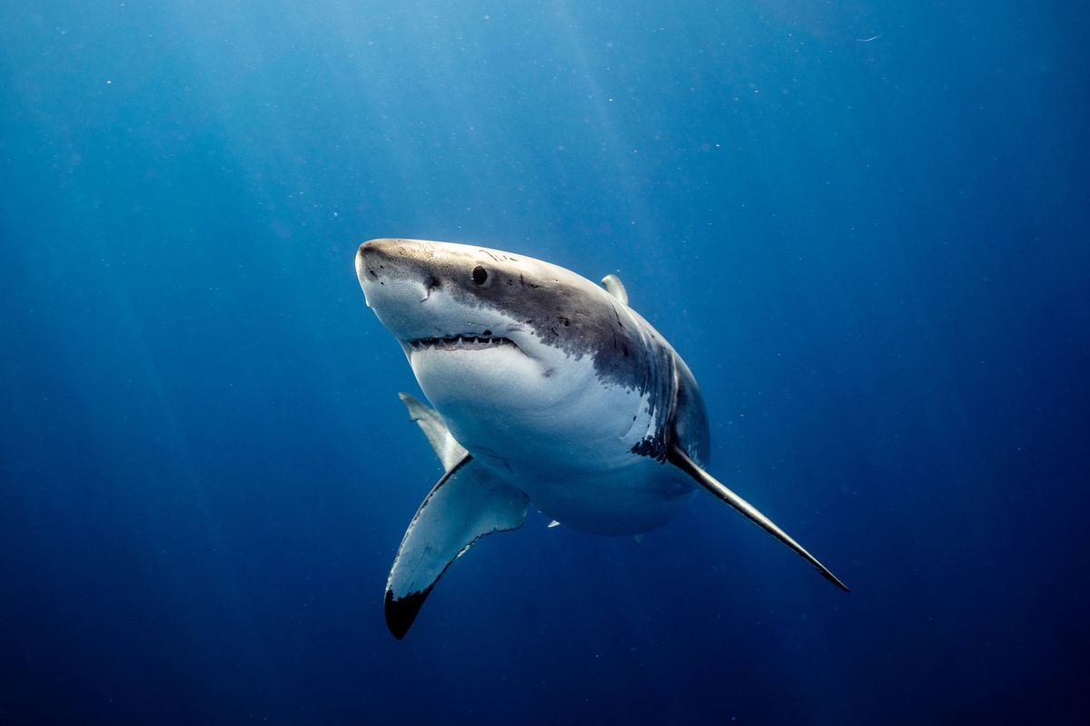 Great White Sharks Form 3 Distinct Groups, And That Could Spell Trouble For Their Survival