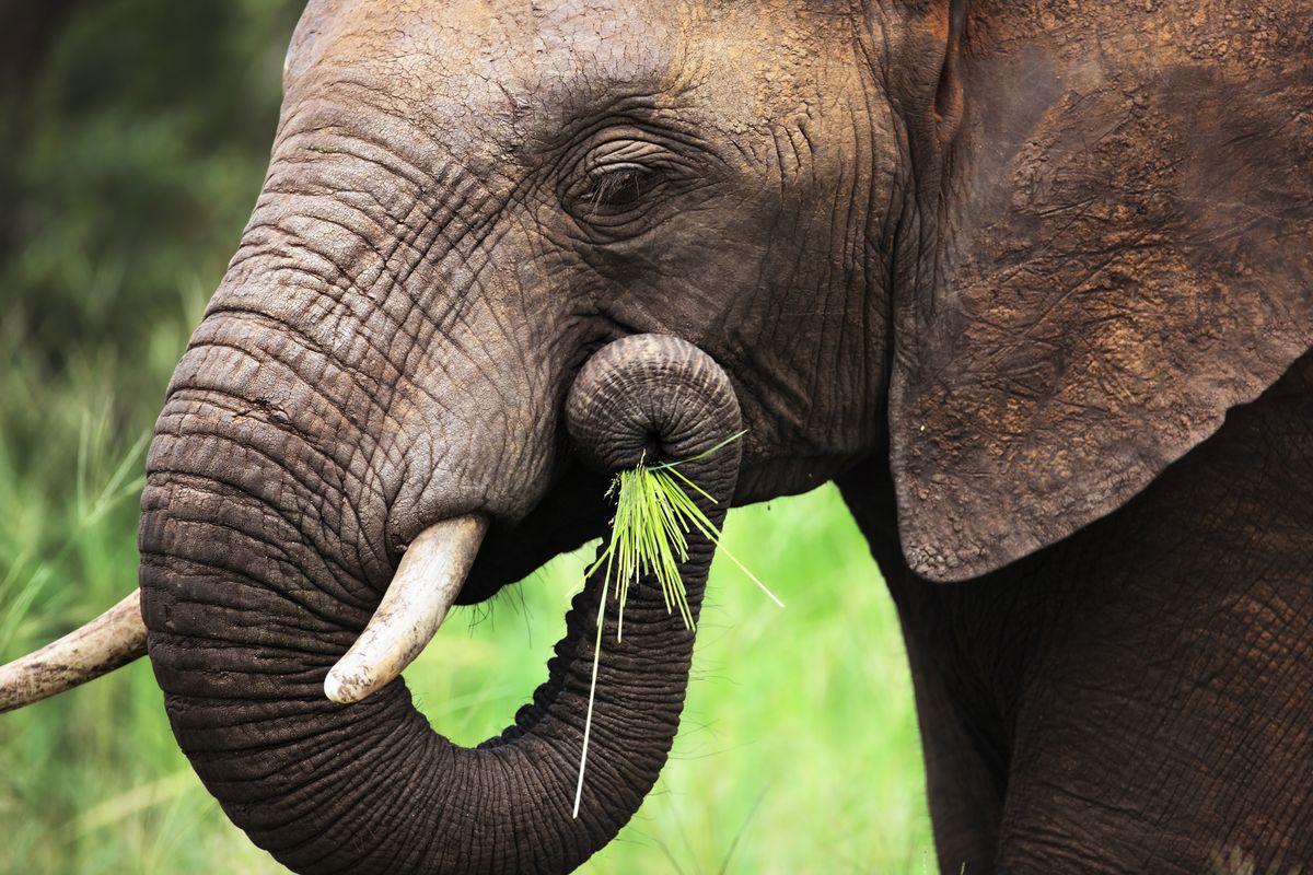 Elephants Have Whiskers – But Where They Are Might Surprise You