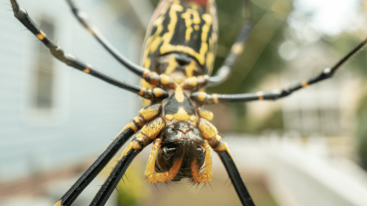 The Giant Joro Spider: How Big Are They And Why Are They Spreading?