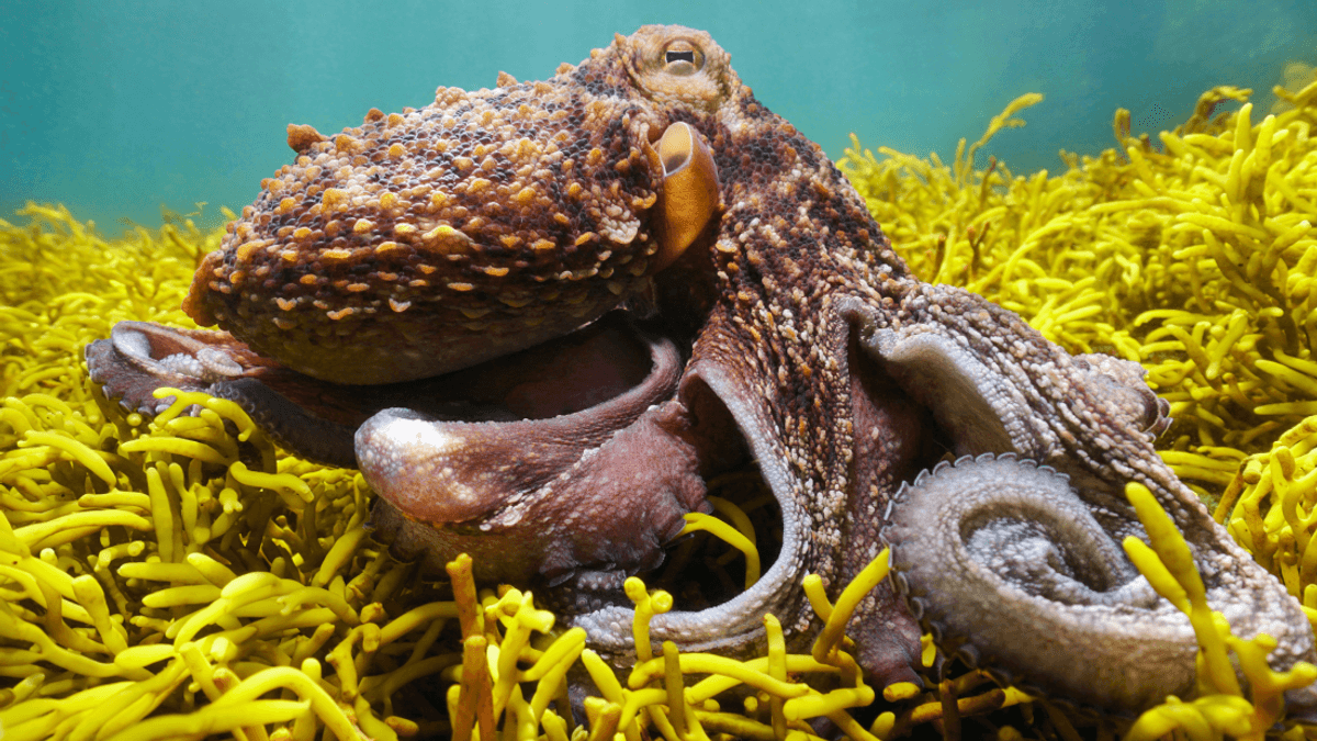 OCTOPUS Act To Ban Octopus Farming Gets 100 Scientists’ Signatures