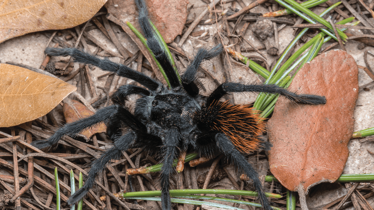 Beautiful New Tarantula Species With Hairy Orange Backside Discovered In The Madrean Sky Islands