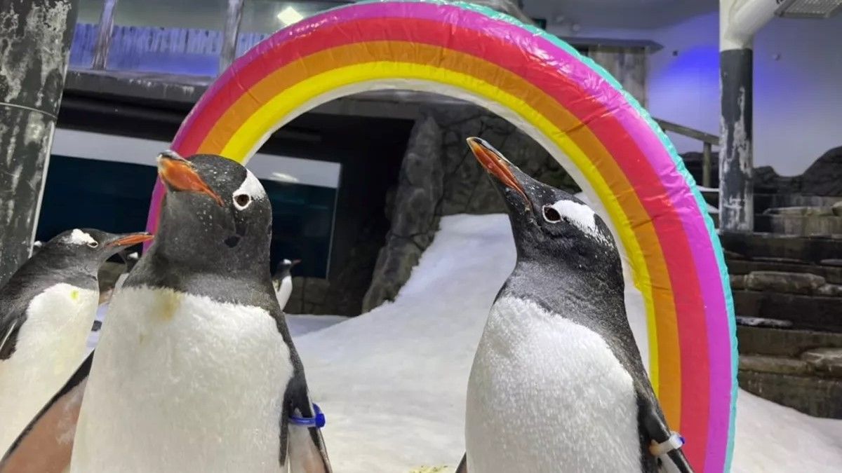 Sphen, One Half Of Famous Same-Sex Penguin Power Couple, Dies Aged 11