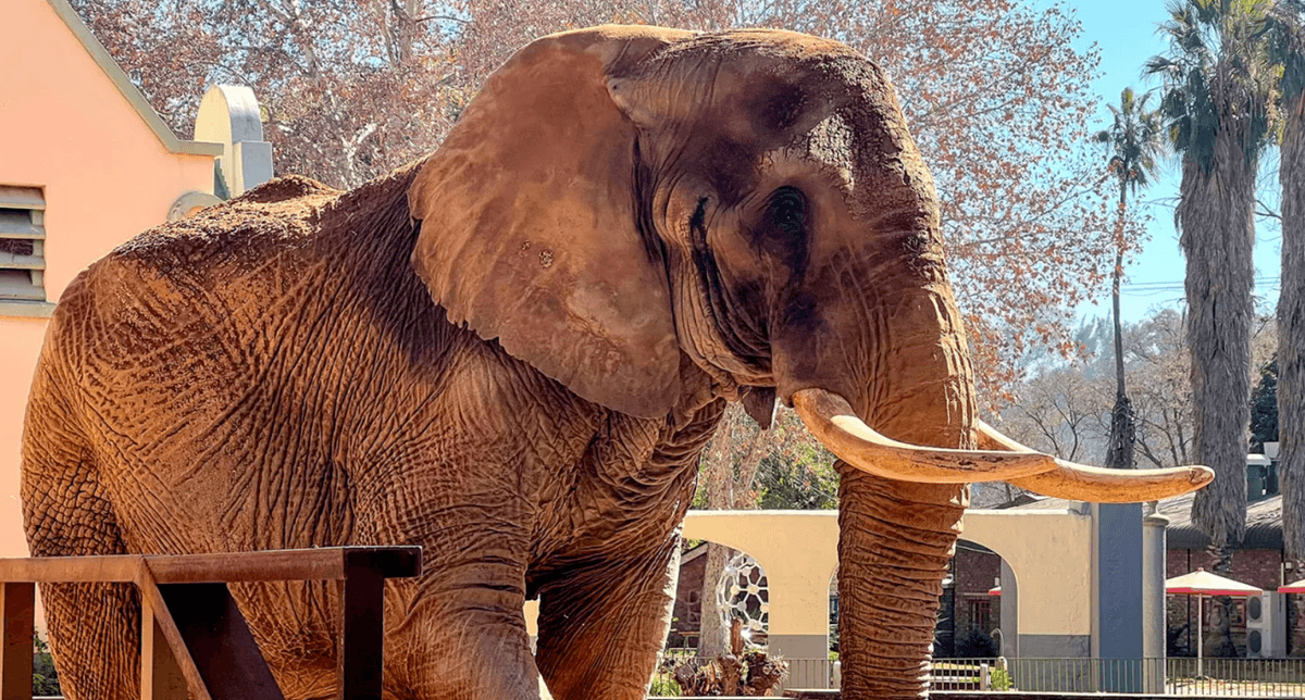 Charlie, The Last Elephant At South Africa's National Zoo, Freed After 40 Years Of Captivity