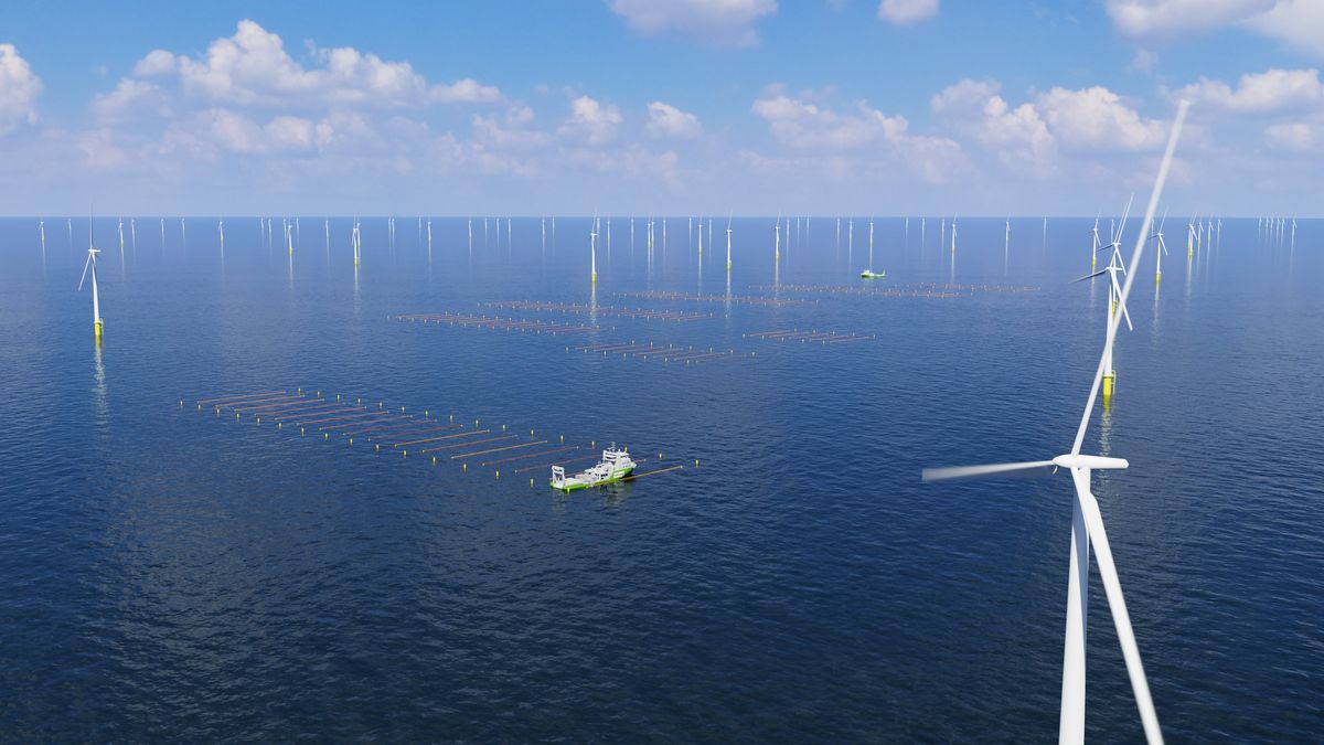 World's First Seaweed Farm Within A Wind Farm Opens This Fall