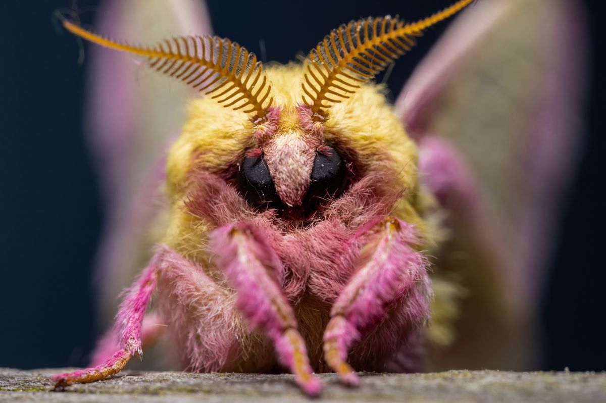 Rosy Maple Moth: The Pink And Yellow Dazzler Of North America's Forests