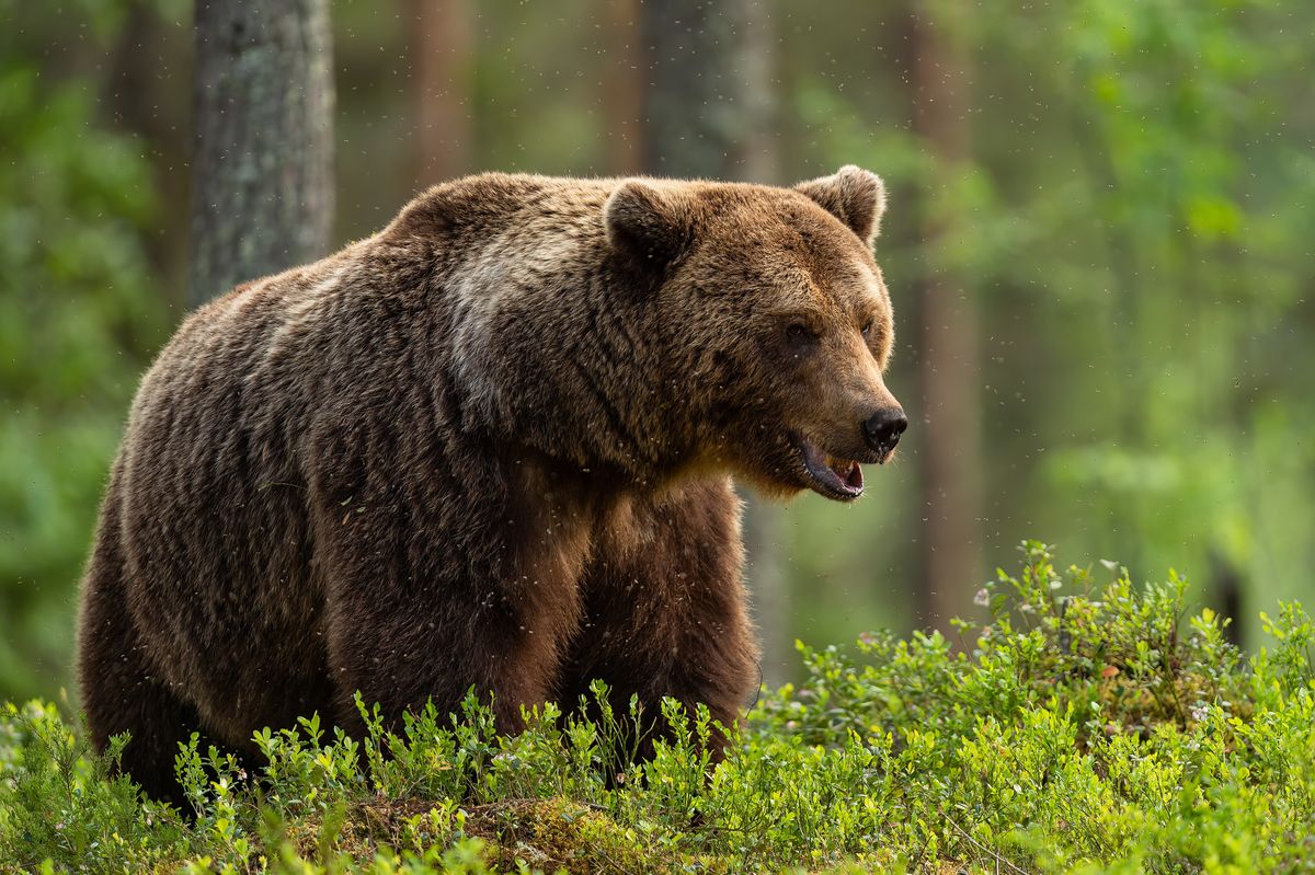 Swedish Hunters Kill 152 Bears In Under 2 Days As Annual Hunt Gets Underway