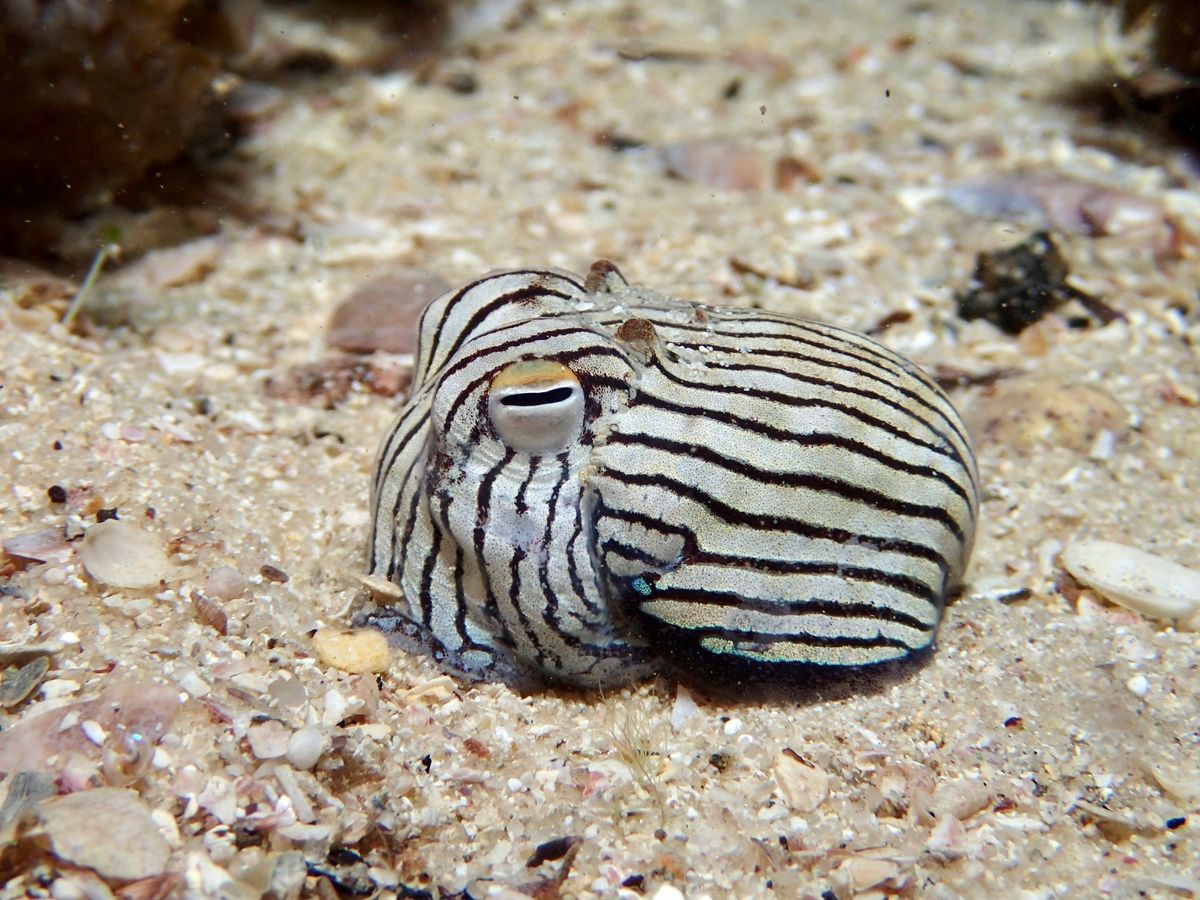 Meet The Striped Pyjama Squid: Tiny, Toxic, And Not Actually A Squid