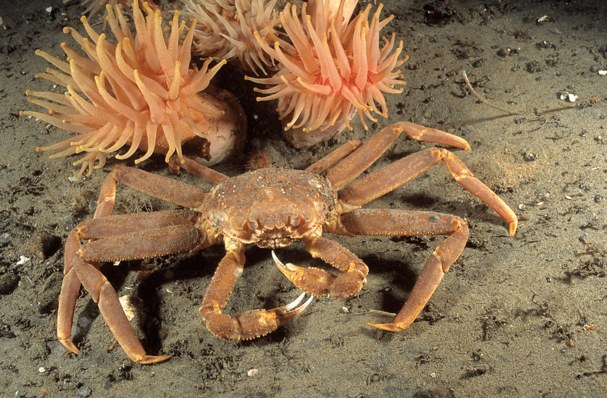Mystery Of 10 Billion Snow Crabs Dying In Alaska Solved: Humans To Blame