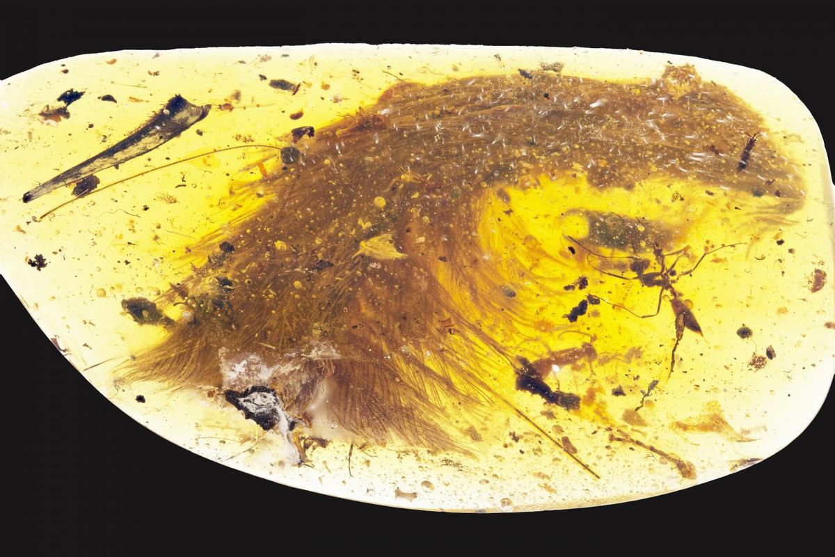 This Beautiful “Plant” Trapped In Amber Turned Out To Be A Dinosaur Tail