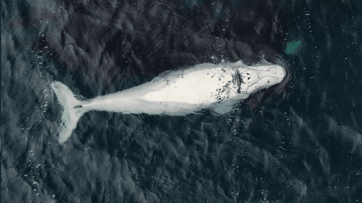 Rare White Southern Right Whale Calf Spotted Off The Coast Of Argentina