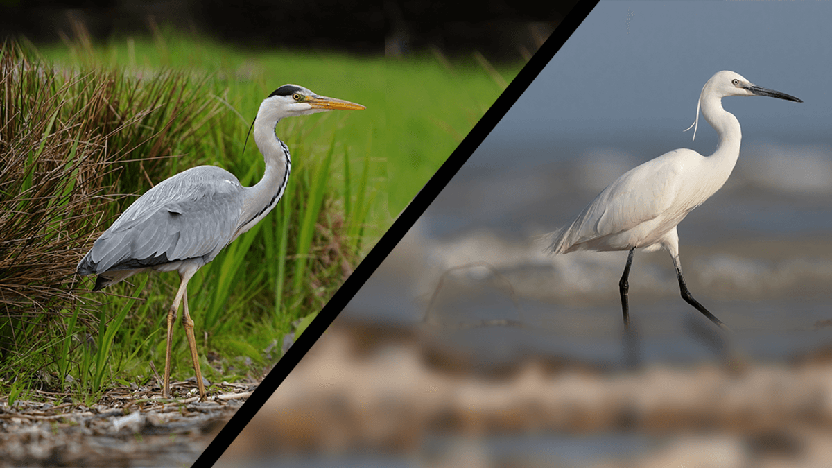 A Rare Hybrid Heron Is Spotted By Birdwatchers In France