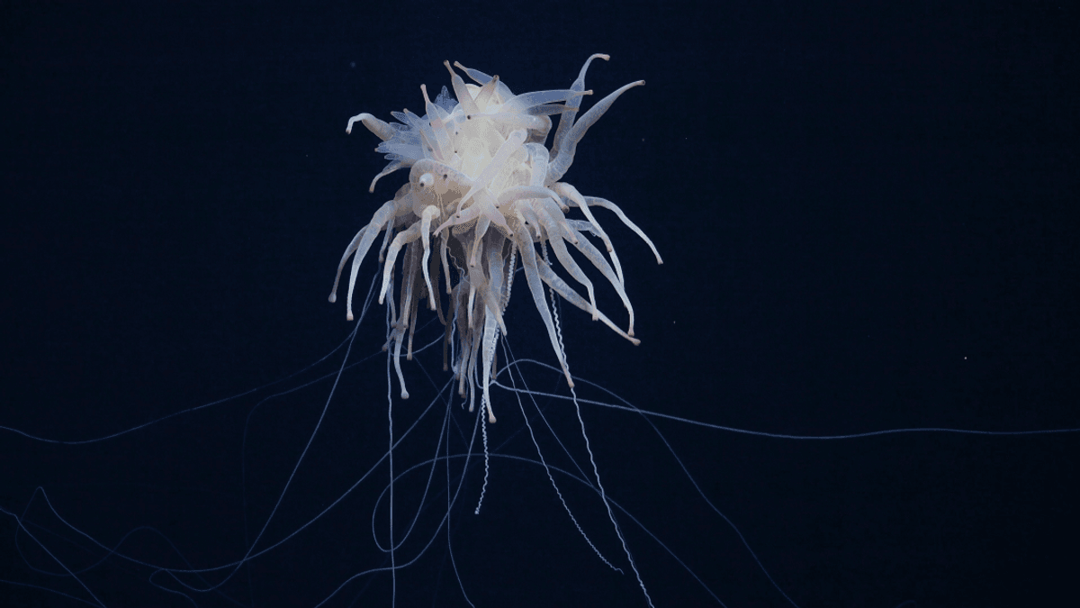 Flying Spaghetti Monsters And 20 Potential New Species Spotted At Sea Mounts