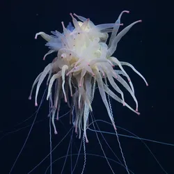 A rarely seen Bathyphysa conifera, commonly known as the flying spaghetti monster. It has ghostly white tendrils and logs of leg-like appendages.