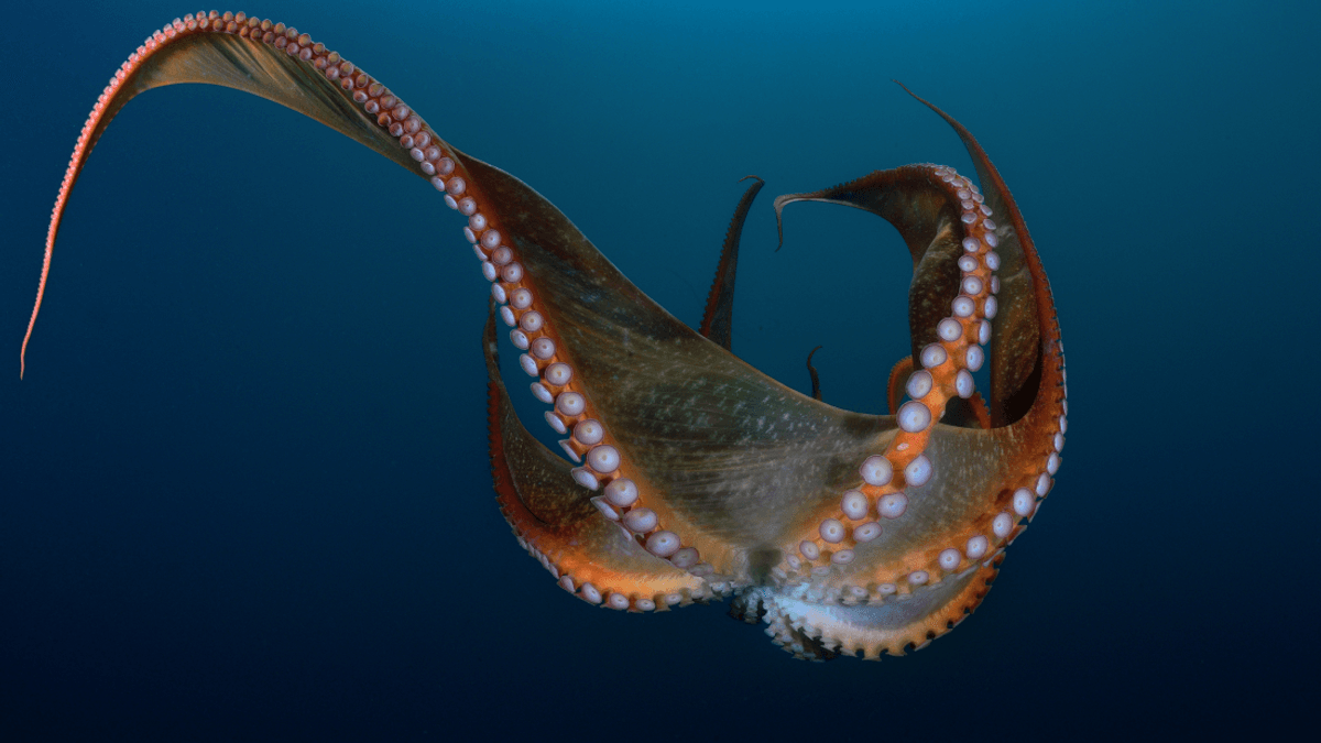 All Octopuses Are Venomous, So How Are They Using It?