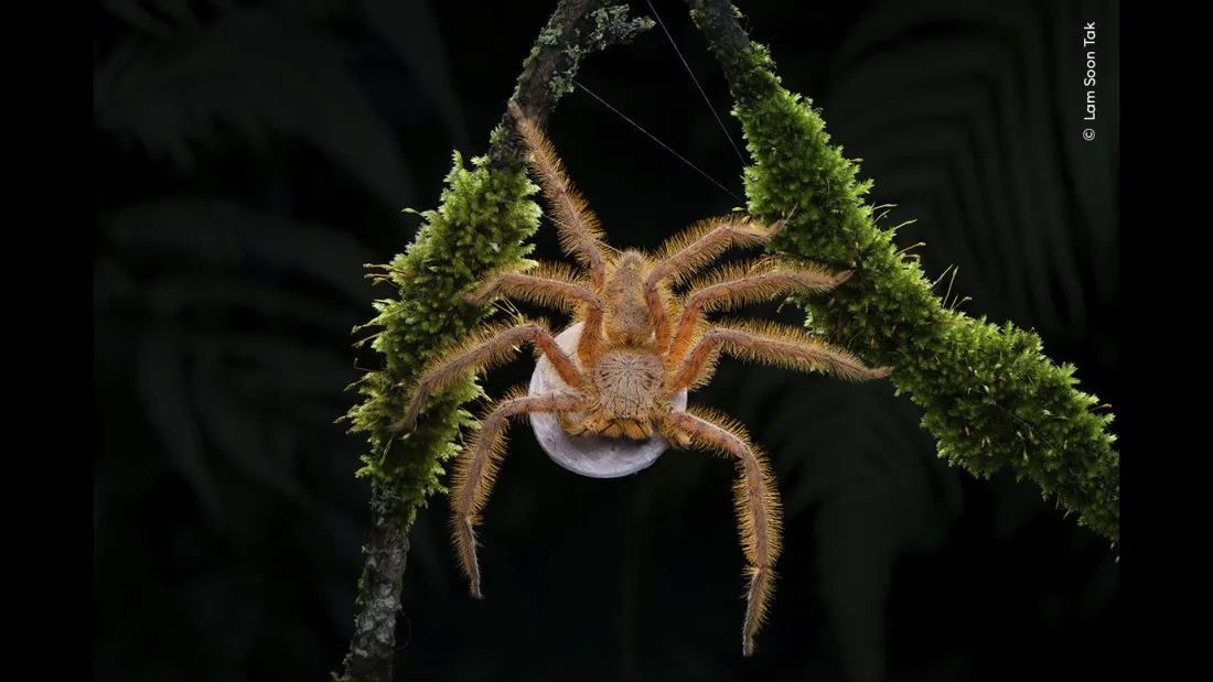 David Bowie Spider Steals The Show Ahead Of 60th Wildlife