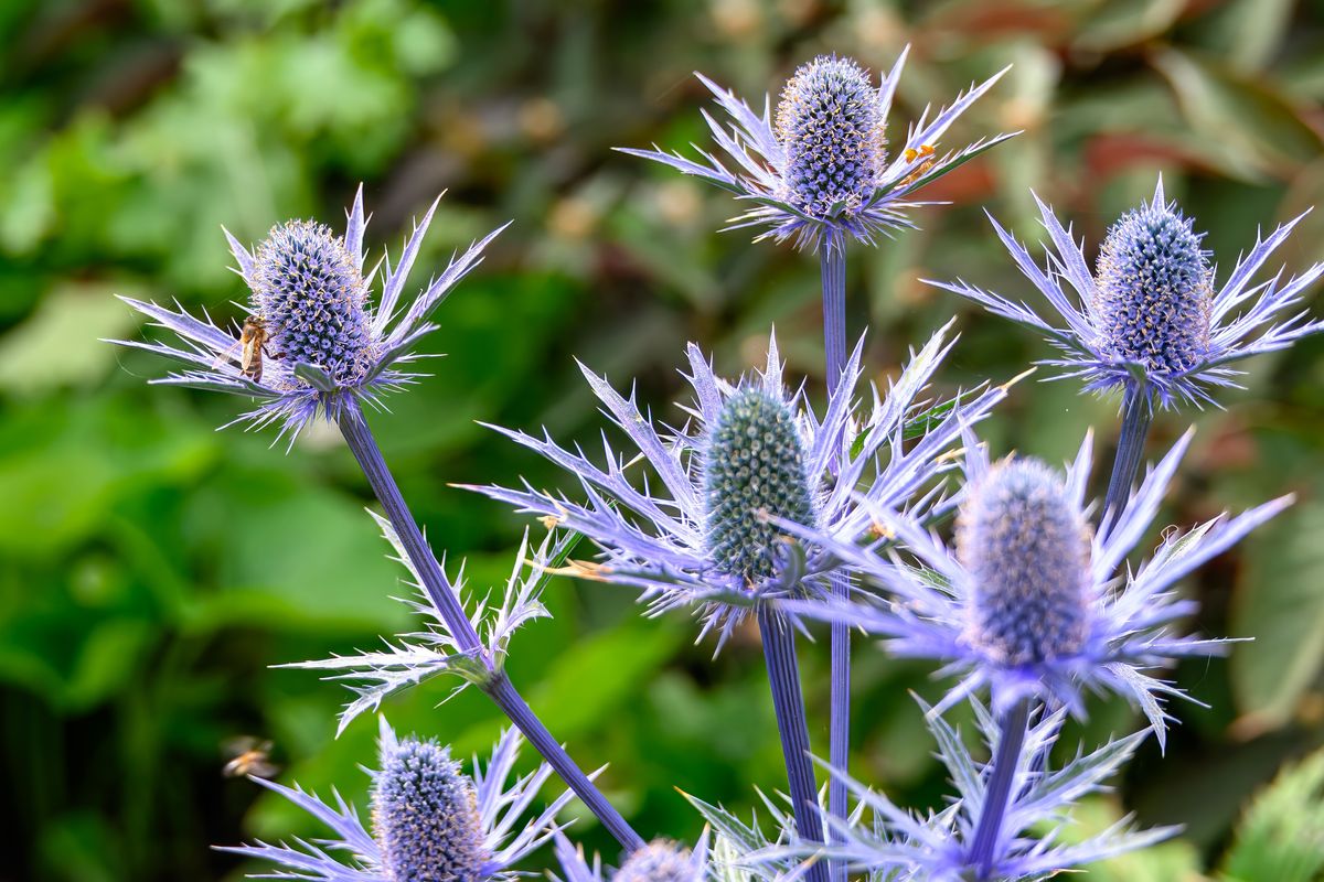 Why Are So Few Plants Blue?