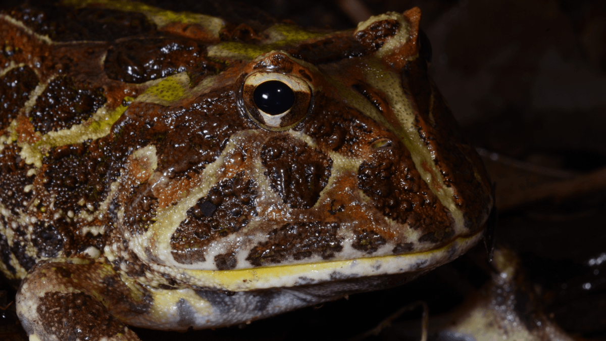 70 Million Years Ago A Giant “Devil Frog” Hopped Around Eating Baby Dinosaurs