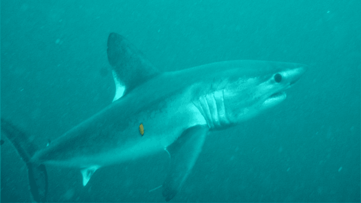 A Giant Shark's Satellite Tag Wound Up Inside Something Much Bigger